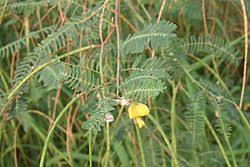 Image result for Sesbania sericea