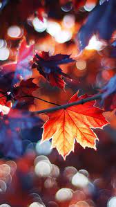 Autumn Leaves Wallpaper Herbst Fotografie Natur Kunst Herbstlaub