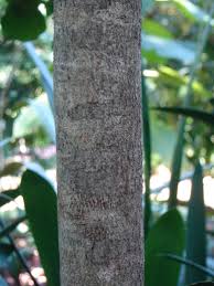 Image result for Heywoodia