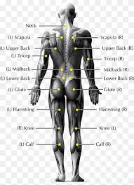 In all, there are believed to be 80 organs in. Pain In Spine Low Back Pain Human Body Human Back Anatomy Body Joints Angle Human Wetsuit Png Pngwing