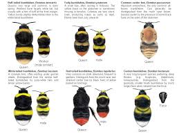 Black And White Biting Insect Uk Queen Bee On Right Bee Identification Bumble Bee Nest Types Of Bees