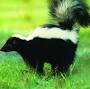 Profile Picture of Montana's Scented Sharpshooter The Striped Skunk - Bozeman Magazine (@bozemanmagazine.com) on Google