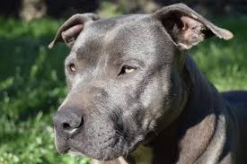 Maybe you would like to learn more about one of these? American Pitbull Blue Nose Terrier Stock Photo Adobe Stock