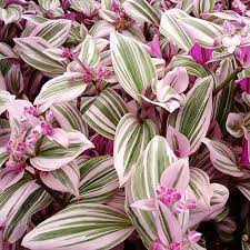 In today's video, we'll be looking at everything relating to this fascinating plant including:how to propagate tradescantia; Wandering Jew Plants