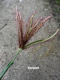 Image result for Elytrophorus spicatus