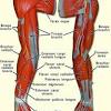 The arm muscles comprise five muscles, which mainly act to flex and extend the forearm. 1