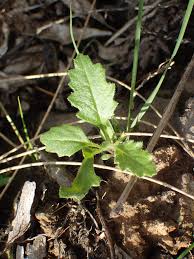 Image result for Dysphania carinata