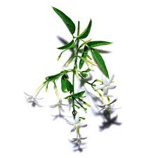 Image result for Jasminum grandiflorum