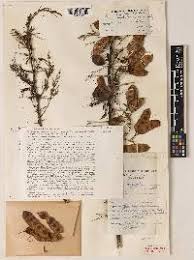 Image result for Acacia kirkii