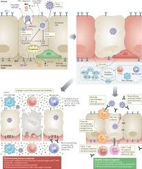 The examples in one language are not necessarily equivalent to the examples in another language. The Trinity Of Covid 19 Immunity Inflammation And Intervention Nature Reviews Immunology