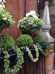 Window Boxes Ivy Garland White Pansies And Boxwoods Shade Plants Container Porch Flowers Garden Planter Boxes