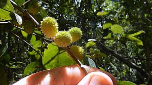 Image result for Chaetocarpus