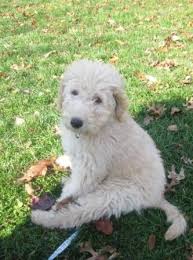 Find cockapoo dogs and puppies from michigan breeders. I Saw The Cutest Goldendoodle Puppy Today How Can I Resist This Adorable Face Ok 2000 Is Too Much So It Goldendoodle Labradoodle Dogs Goldendoodle Puppy