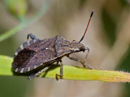 Can you tell the difference between a bug and a beetle? What S The Difference Between A Bug Trivia Questions Quizzclub