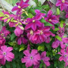 Check spelling or type a new query. Clematis Sunset Perennial Resource
