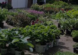 Image result for Jamesbrittenia micrantha