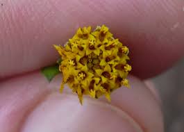 Image result for Bidens pilosa
