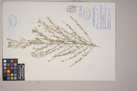 Image result for Asparagus minutiflorus