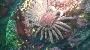 It may also be the fastest sea star. Sunflower Seastar Youtube