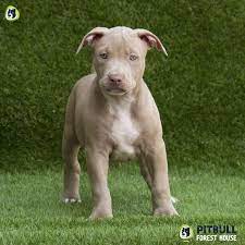 Champagne pitbull puppies for sale, bluenose pitbull dogs for sale best american pit bull dog breeders. Red Nose Puppy Champagne Pitbull Forest House Kennel
