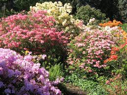 Rhododendron Sp Rozaneczniki I Azalie Arboretum Kornik Plants Arboretum Rhododendron
