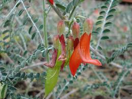 Image result for Lessertia pauciflora