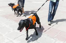 Start today and improve your skills. Petsmart Launches Fourth Annual Patriotic Service Offerings Benefitting Petsmart Charities Supported Veterans Service Dog Programs Us Veterans And Military Magazine A Us Veterans News Resource