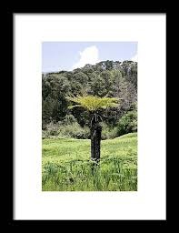 Image result for Cyathea dregei