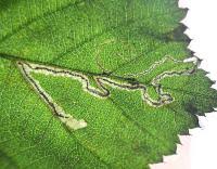 Image result for Stigmella confusella