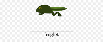 As the tadpole develop, it will first grow the hind legs and then the front legs or arms. Picture Life Cycle Of A Frog Froglet Free Transparent Png Clipart Images Download