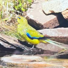 Image result for Monotes elegans