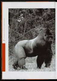 Image result for Adenia zambesiensis