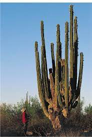 Discover extraordinary desert plants and animals. Rising As High As Trees Columnar Cacti Are The Hallmarks Of The Desert Download Scientific Diagram
