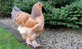Blue Buff Laying Chickens Breeds Chicken Breeds Egg Laying Chickens
