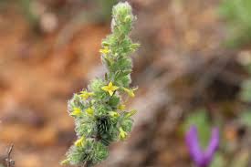 Image result for Gnidia hockii