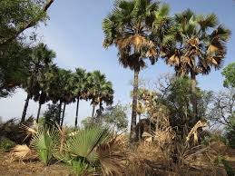 Image result for Borassus aethiopum