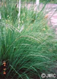 Image result for Eragrostis japonica