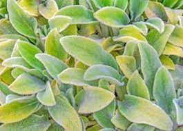 Check spelling or type a new query. Lamb S Ear Lovetoknow