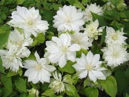 Image result for Clematis dolichopoda