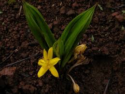 Image result for Hypoxidaceae