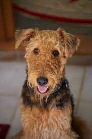 Chelsea Says Hi Photo By Steve Airedale Terrier Puppies Airedale Dogs Dog Breeds