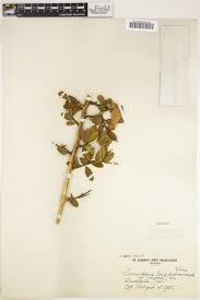 Image result for Carpolobia goetzei