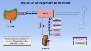Magnesium Disorders Youtube