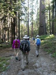 Traffic congestion, crowds, noise, mountain town / outdoors etiquette, trash, full trailhead parking. Hiking Through The Wild Azaleas From Fish Camp To Wawona Point Sierra News Online
