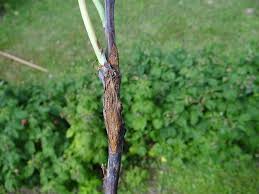 Image result for Raspberry spur blight