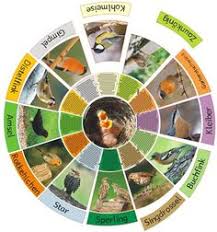 Legekreis Heimische Voegel Zaubereinmaleins Designblog Kindergartenthemen Heimische Vogel Vogel Im Winter Vögel finden im winter oft nicht ausreichend nahrung. pinterest