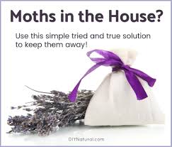 If a foodstuff is made from grain typically, once they invade your house, it's too late. Moths In House Make A Moth Sachet With These Herbs To Rebuff Them