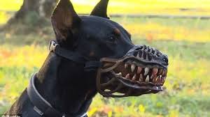 Muselières légères, réglables et bien ventilées à prix avantageux! Une Museliere Pour Donner Un Air Mechant A Son Chien Chiens Dits Dangereux Chien Santevet