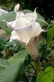 Image result for Swertia tetrandra