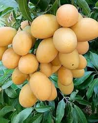 Pin On Fruits